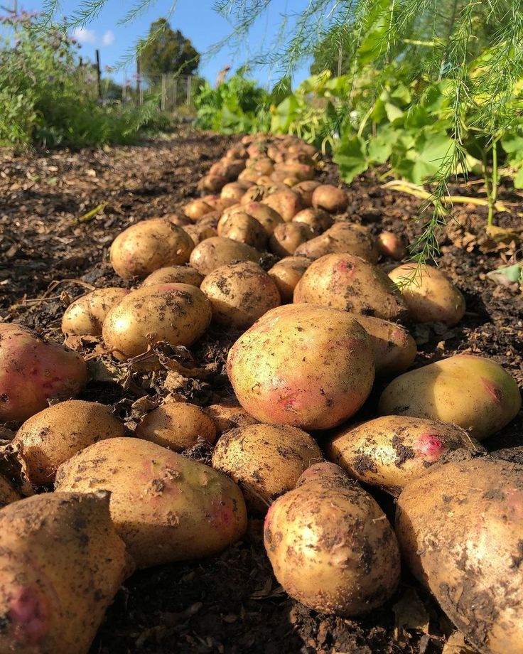 Irish Potato Production Course